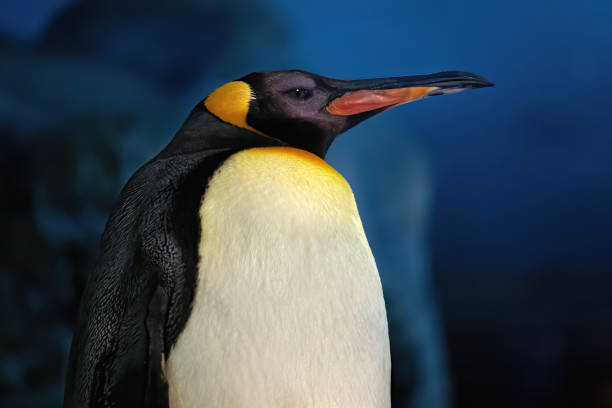 kaiserpinguin in der frostigen antarktisnacht - antarctica penguin ice emperor stock-fotos und bilder