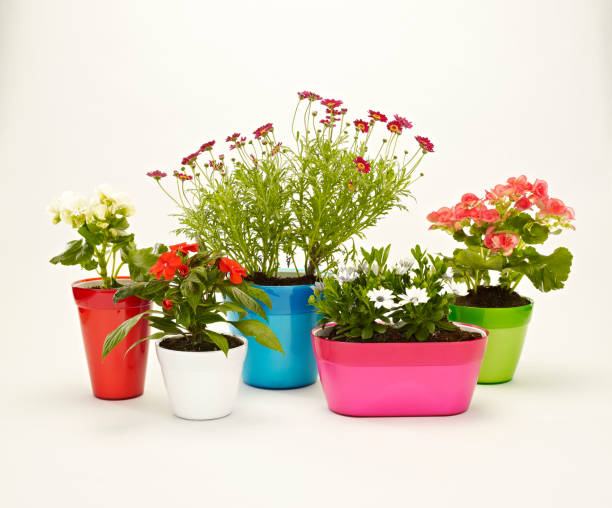 istock Colourful flower pots and plants 1194440519
