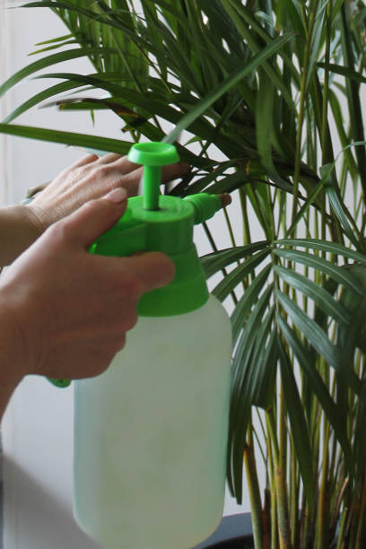 istock Spraying the plant 1194441805