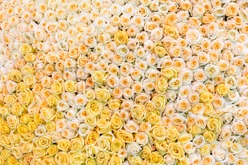 Wall of flowers with amazing yellow and white roses, beautiful wedding decoration. Background for Valentine's day.