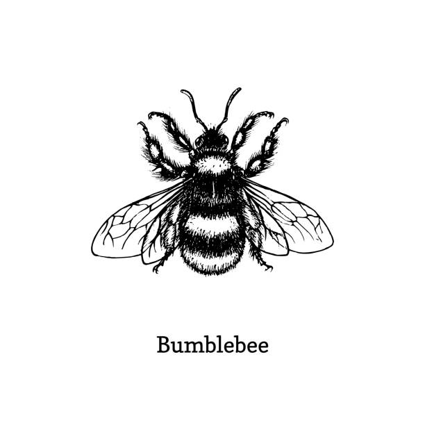 Bumblebee vector illustration. Hand drawn sketch of insect in vintage style. Bumblebee vector illustration. Hand drawn sketch of insect in vintage style bee clipart stock illustrations