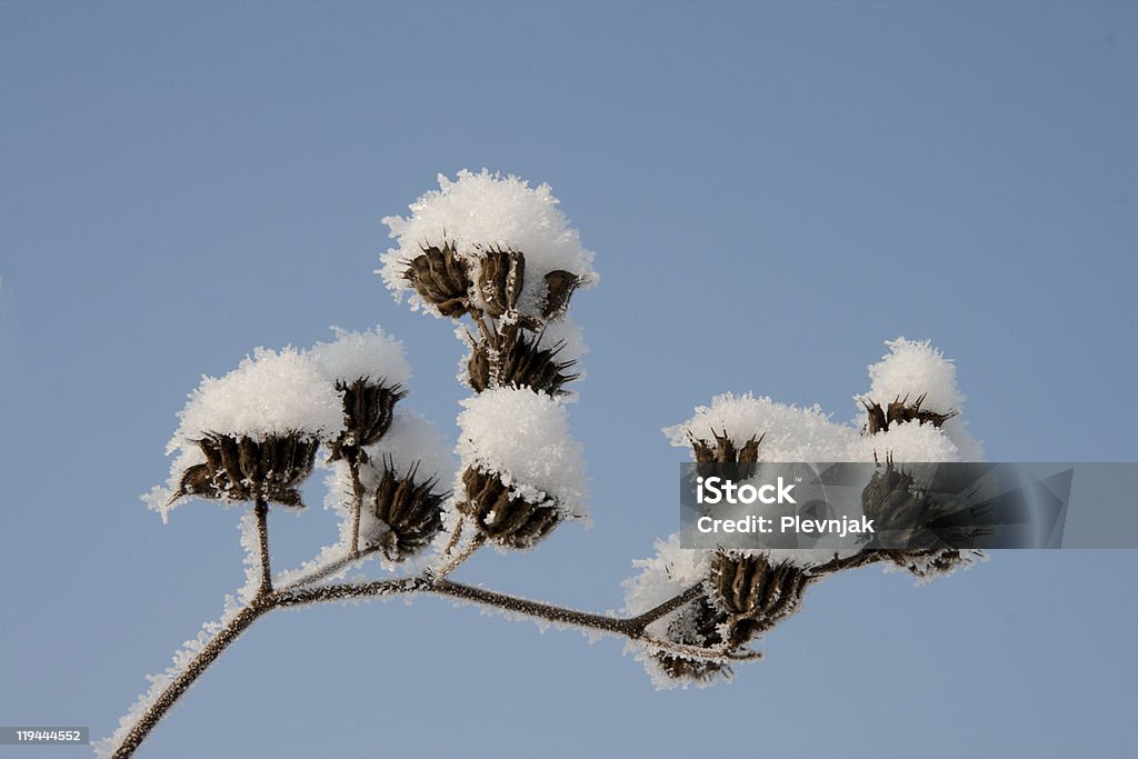 Snow on plants  Beauty In Nature Stock Photo