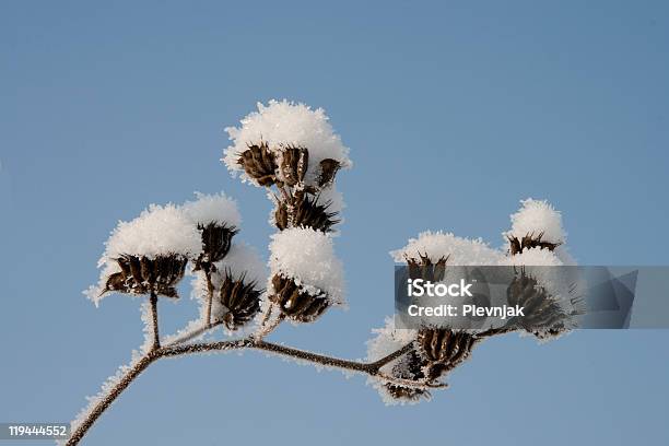 Śnieg Na Rośliny - zdjęcia stockowe i więcej obrazów Bez ludzi - Bez ludzi, Bliskie zbliżenie, Brązowy