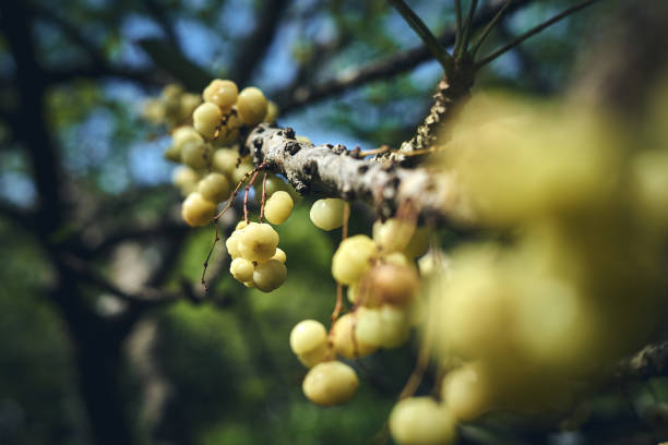 ciremai (phyllanthus acidus) o uva spina stellata, frutti tropicali - gooseberry fruit growth green foto e immagini stock