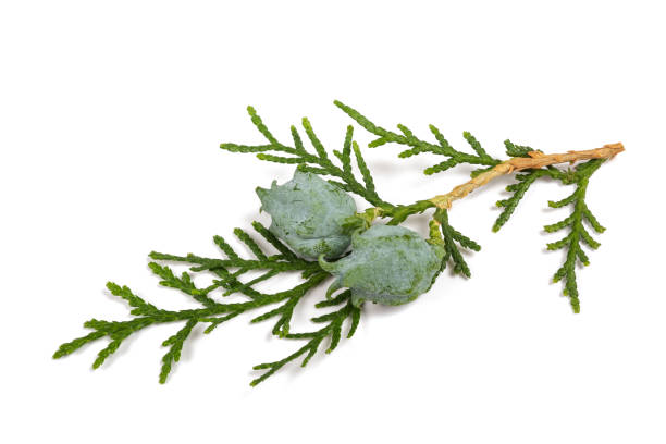cypress branch cypress twig with cones isolated on white chinese arborvitae stock pictures, royalty-free photos & images