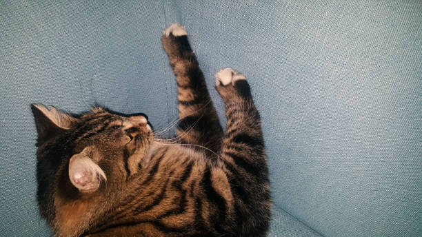 istock Naughty tabby cat pushing with claws on sofa. 1194448392