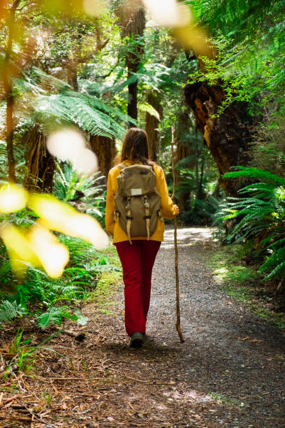 istock Journeying Through the Woodlands! 1194448531