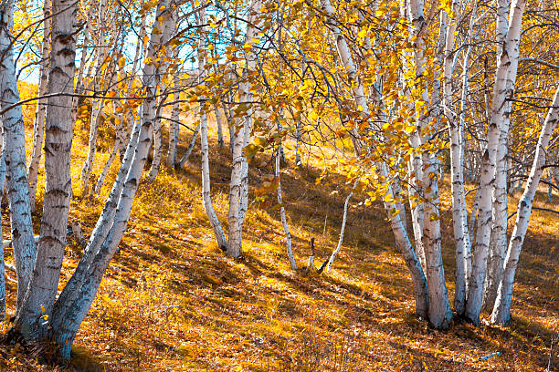 outono paisagem - silver birch tree imagens e fotografias de stock