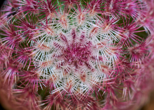 istock Top view of beautiful rainbow cactus 1194451347
