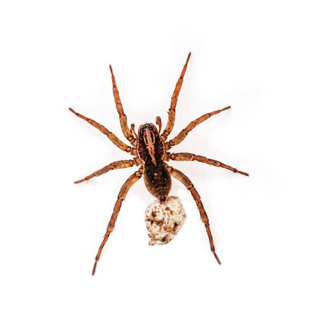 istock Pregnant spider on white background 1194453723