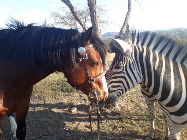 istock Only in Africa. 1194453908