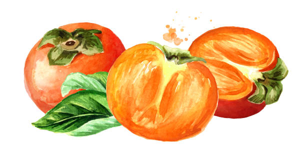 istock Fresh ripe persimmons with green leaf. Watercolor hand drawn horizontal illustration isolated on white background 1194455621
