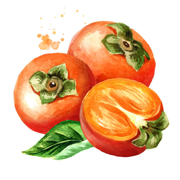 istock Fresh ripe persimmons. Watercolor hand drawn illustration isolated on white background 1194455647