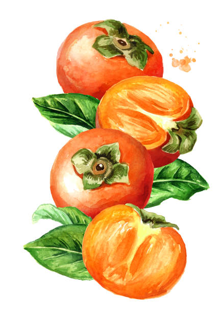 istock Fresh ripe persimmons with green leaf. Watercolor hand drawn vertical illustration isolated on white background 1194455654