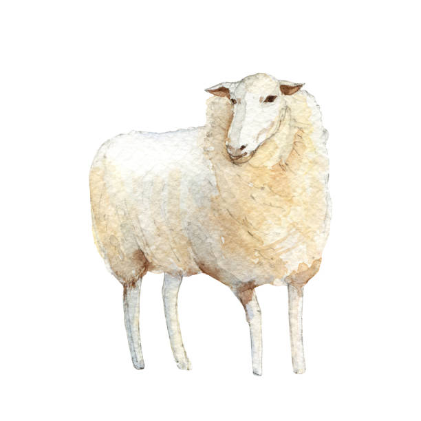 White sheep. Handpainted watercolor illustration isolated on a white background. White sheep. Handpainted watercolor illustration isolated on a white background. sheep stock illustrations