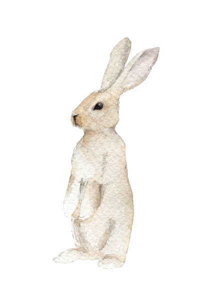 ilustrações, clipart, desenhos animados e ícones de o coelho está de pé sobre as patas traseiras. ilustração handpainted do aquacolor isolada em um fundo branco. - coelho animal