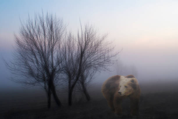 istock Bear in the fog. 1194458598