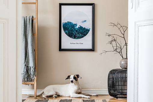 Interior design of living room with black rattan pouf, vase with flowers, wooden ladder, plaid and elegant accessories. Stylish home staging. Template. Mock up poster frame. Dog lying on the floor.