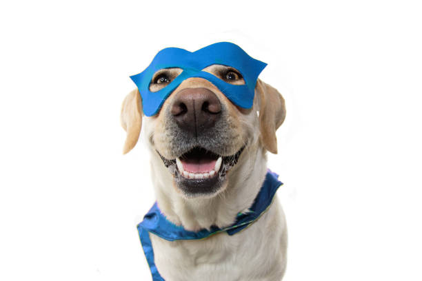 costume da super eroe per cani. labrador da vicino indossando una maschera blu e un mantello.  carnevale o halloween. isolato su sfondo bianco. - cape merry foto e immagini stock