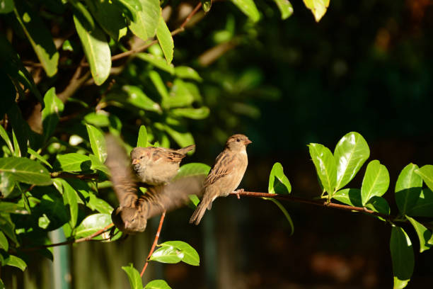 House sparrow ( passer)together in a bush one is flying away.