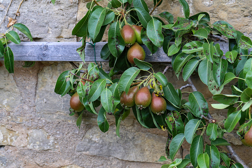 Pear tree near the fortress wall