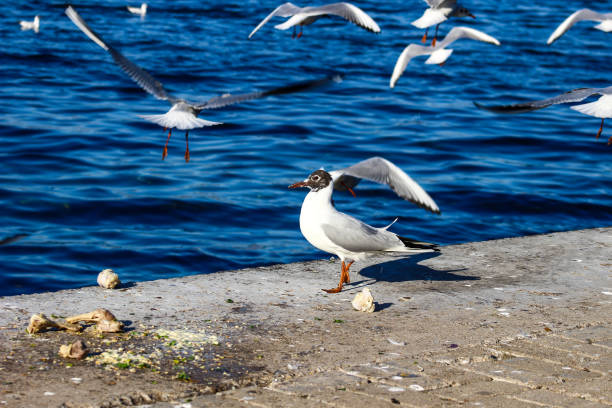 istock Seagulls waiting for hunting 1194460979