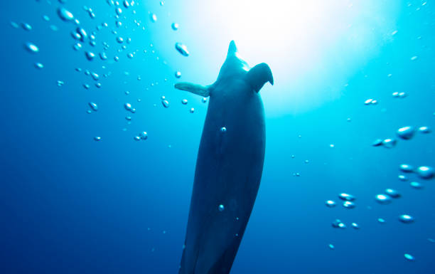 istock Dolphin heading to the sky 1194461529