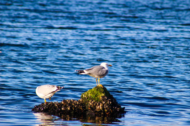 istock Seagulls waiting to hunt 1194461584