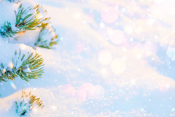 istock Winter sunny snowy texture background with fir tree branches 1194461832