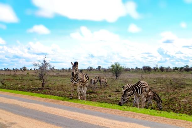 traversée de zèbre - zebra africa wildlife nature photos et images de collection