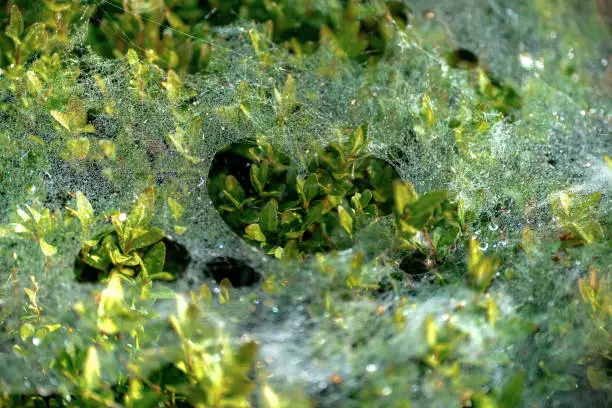 Frail cobweb with dewdrops on a boxwood plant with a heart shaped hole in the middle in bright sunshine