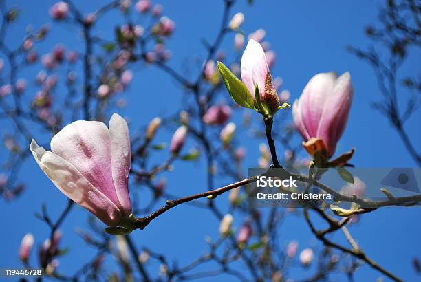 Fiori Di Magnolia Rosa - Fotografie stock e altre immagini di Albero - Albero, Ambientazione esterna, Blu