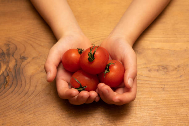 istock Child's hand holding cherry tomato 1194467387