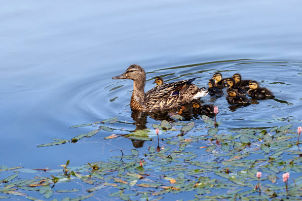 istock Mallard and her ducklings 1194467452