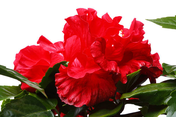 istock Hibiscus - China rose 119446793