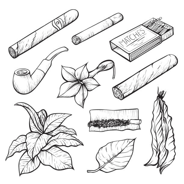 ilustrações de stock, clip art, desenhos animados e ícones de cigars and tobacco monochrome sketch illustrations set - cigarette wrapping