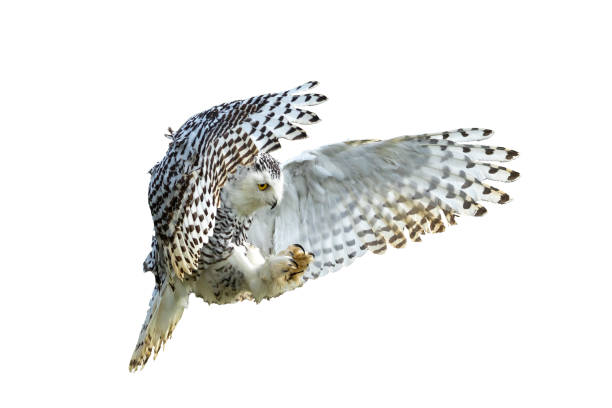 снежная сова - owl snowy owl snow isolated стоковые фото и изображения