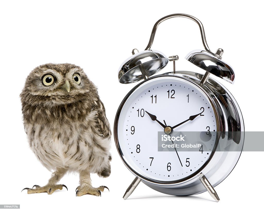 Little Owl, 50 days old, standing with alarm clock  Alarm Clock Stock Photo