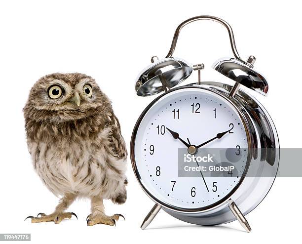 Little Owl 50 Days Old Standing With Alarm Clock Stock Photo - Download Image Now - Alarm Clock, Animal, Animal Themes