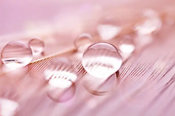 Photo of Beautiful transparent water drops or rain water on soft background. Macrophotography. Desktop background. Selective focus.