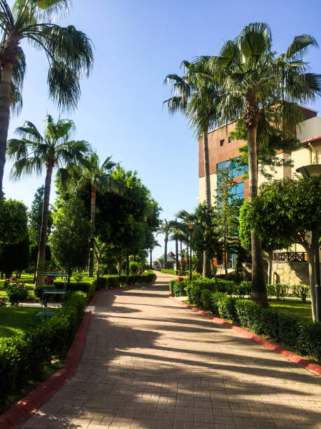 istock Sunny alley with palm trees 1194474359