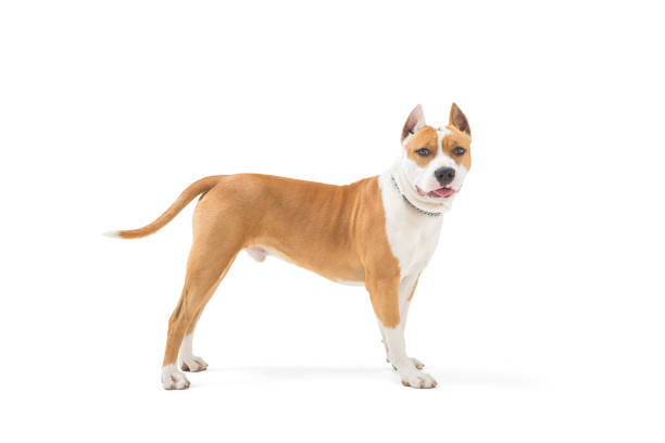 Young american stafford terrier isolated on white background