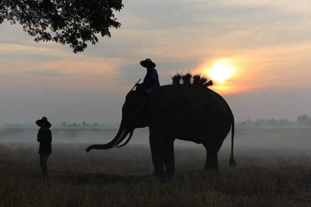 istock Silhouette Man Sitting On Elephant Against Sky During Sunset 1194476645