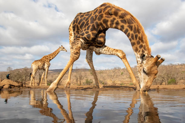 istock Giraffe drinking from a pool with another in the background 1194478225