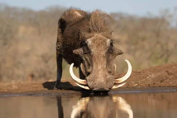 Frog perspective view of a common warthog with huge tuskers drinking from a pool