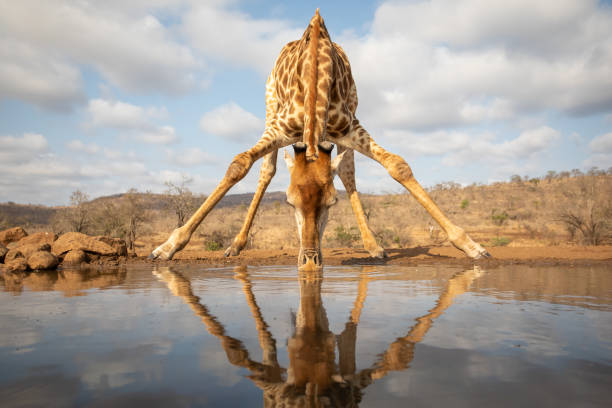 Giraffe Beding Over To Drink From A Pool Stock Photo - Download Image Now -  Giraffe, Drinking, Head - iStock