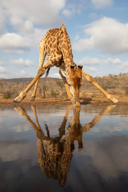 istock Giraffe beding over to drink from a pool 1194478267