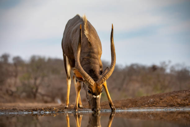 istock Male nyala drinking from a pool during sunset 1194478280