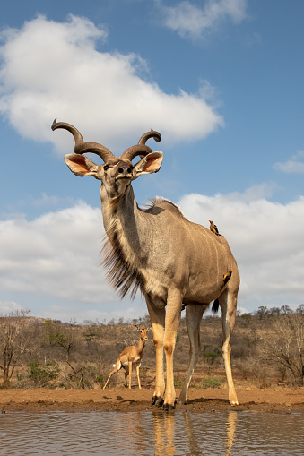 Frog perspective view of a male nyala with oxpeckers and a urinating female in the background