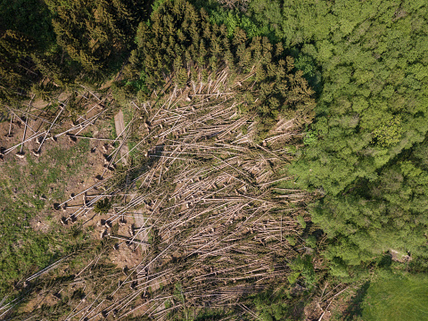 Germany: Aerial view of uprooted trees of a coniferous forest lie after a storm like stalks on the ground.
